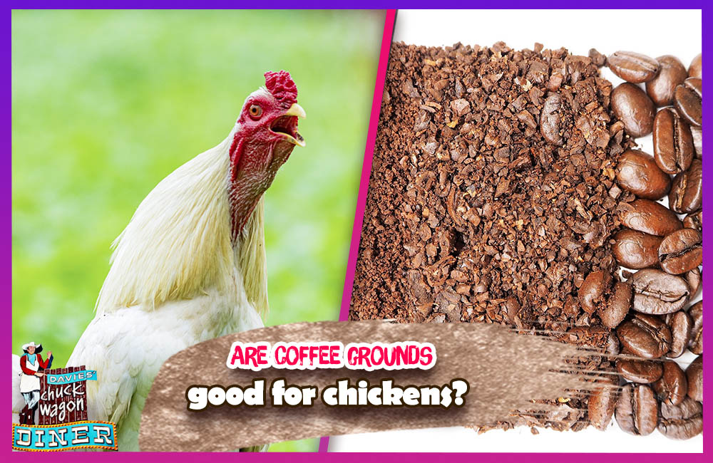 Are coffee grounds good for chickens?